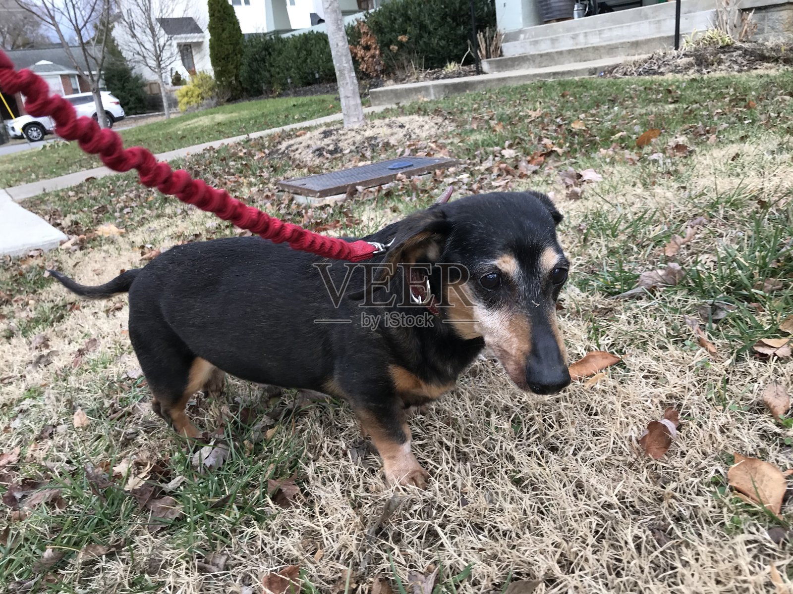 散步的腊肠照片摄影图片