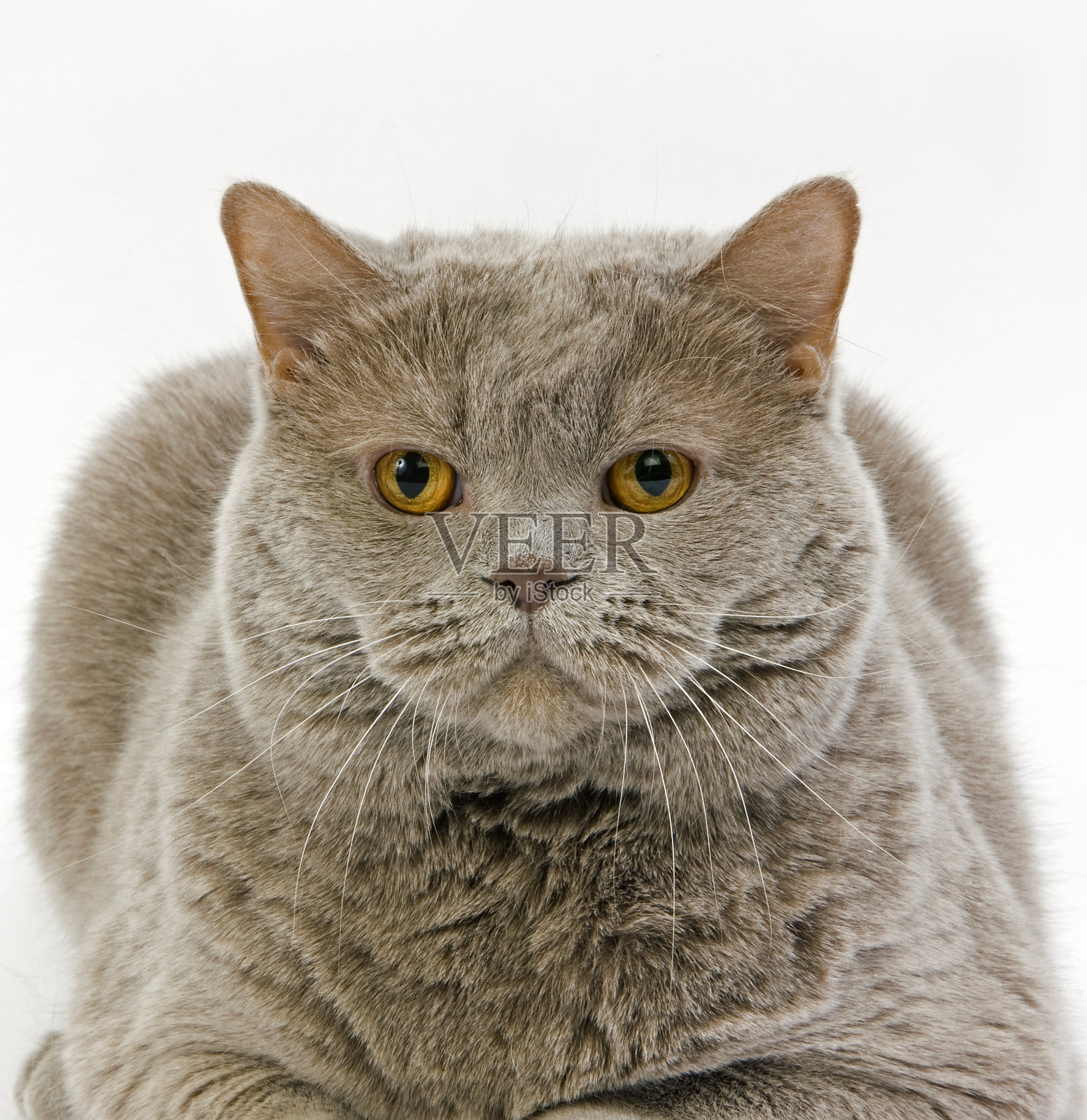 丁香自我英国短毛家猫，女性躺在白色的背景照片摄影图片