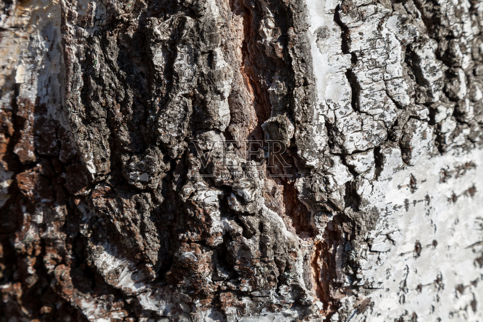 特写的黑色和白色的桦树树干木材纹理与厚树皮在一个夏天的俄罗斯森林，背景为壁纸和横幅。照片摄影图片