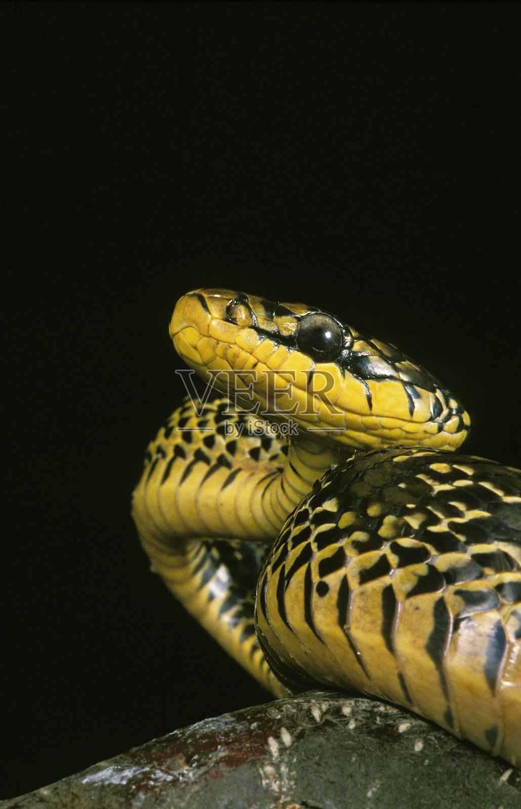 热带鼠蛇，下垂，成虫在黑色背景下照片摄影图片