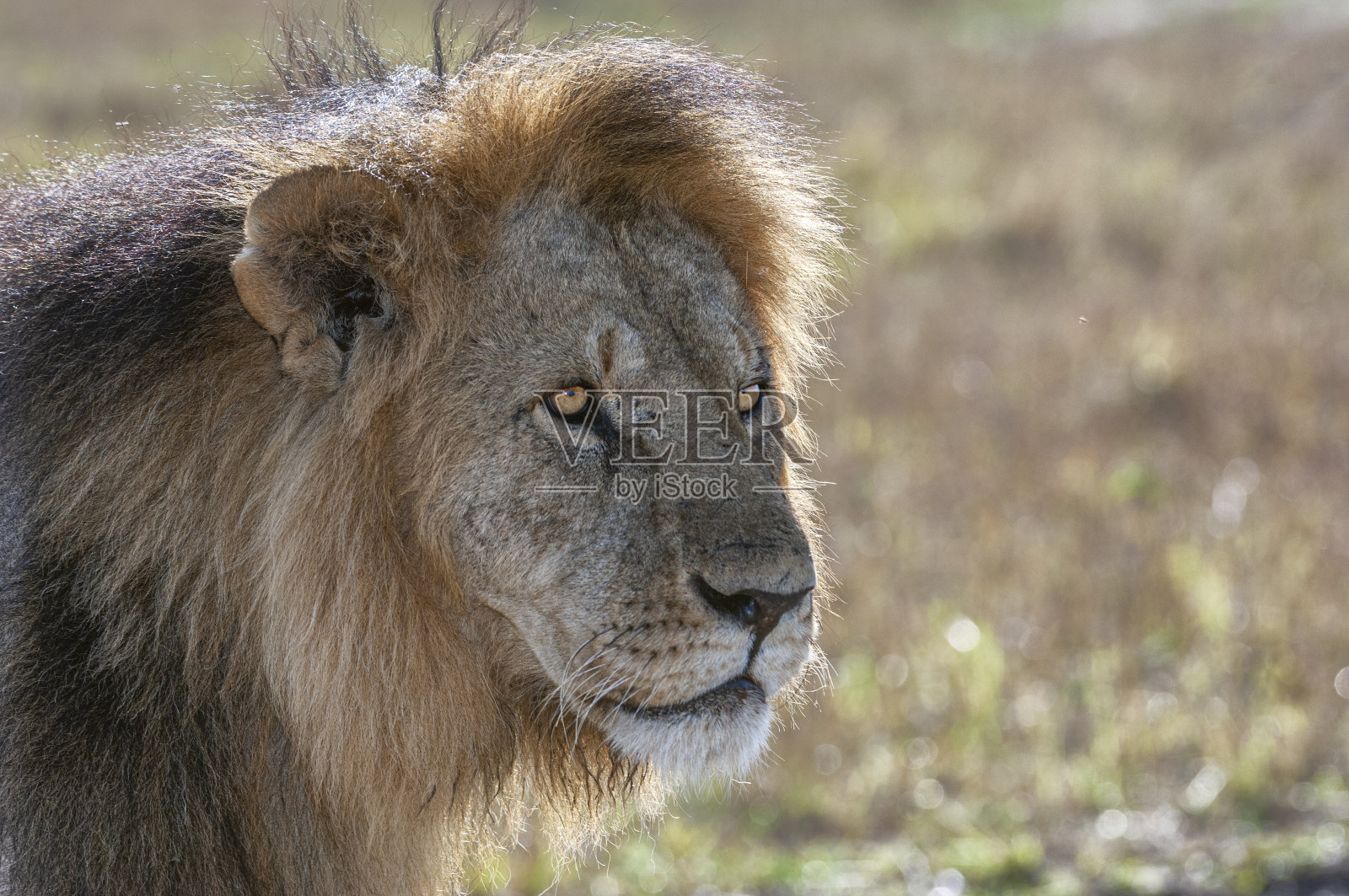 未成年野生雄性非洲狮特写照片摄影图片