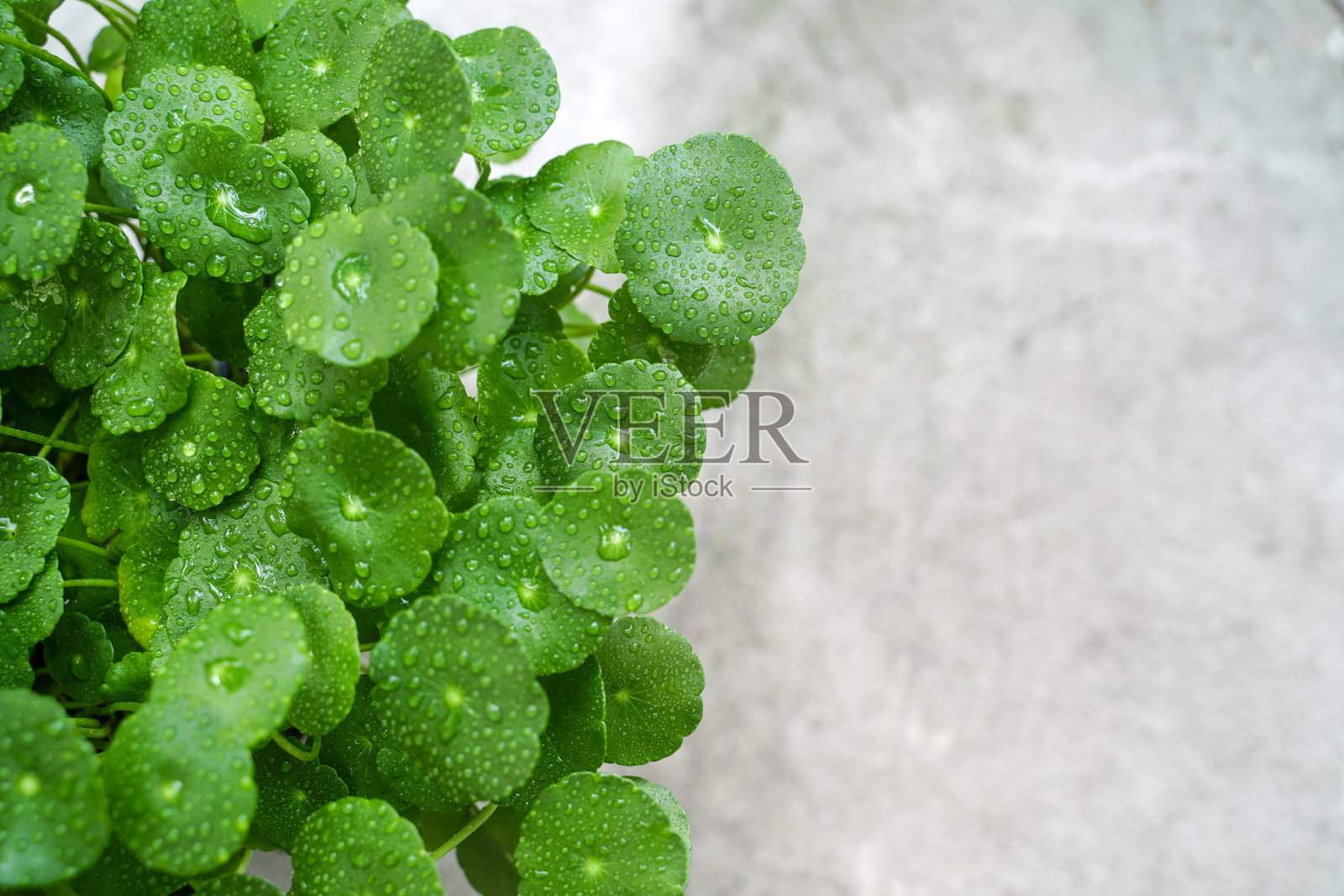美丽的背景亚洲积雪草，草药叶亚洲积雪草被称为gotu kola。戈图科拉离开了。新鲜的绿叶纹理背景与空间为您的文本。照片摄影图片