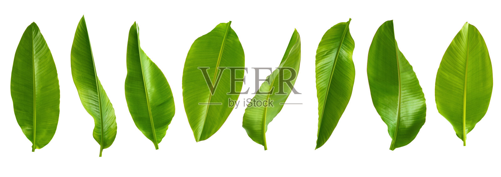 抽象绿叶纹理，自然背景，热带叶照片摄影图片