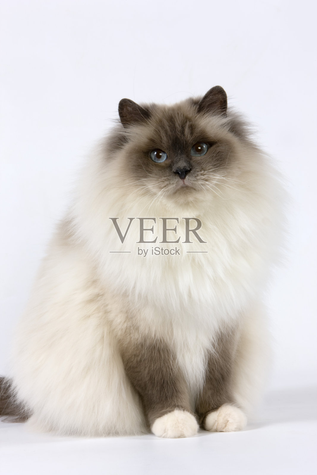 蓝色缅甸家猫，成年坐在白色背景照片摄影图片