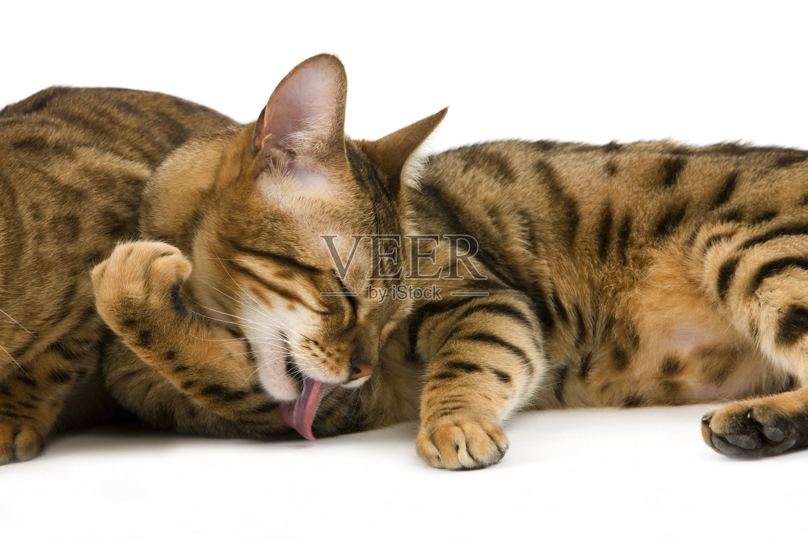 褐斑虎斑孟加拉家猫，成年舔白色背景照片摄影图片