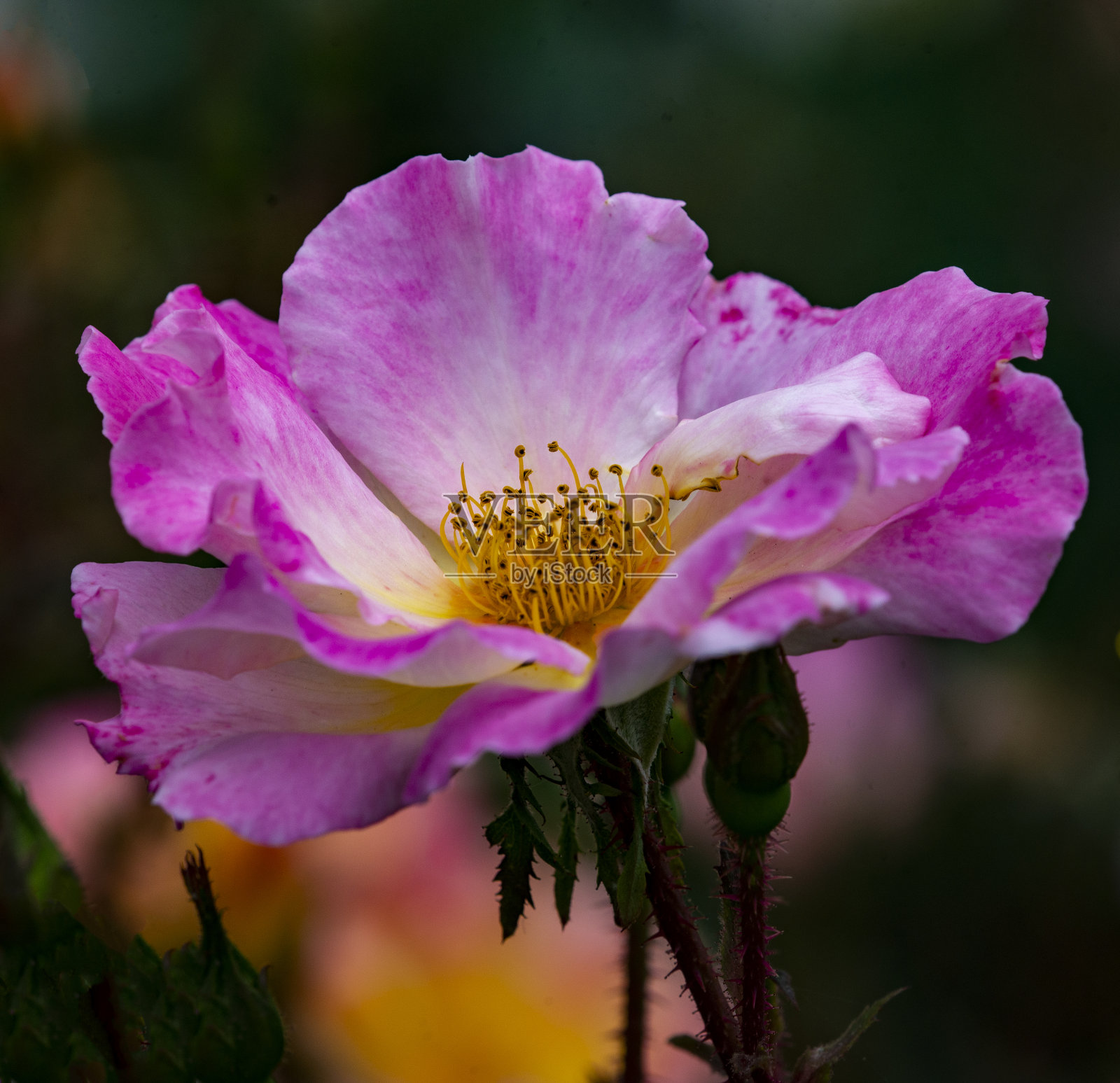 水彩画本垒打玫瑰照片摄影图片