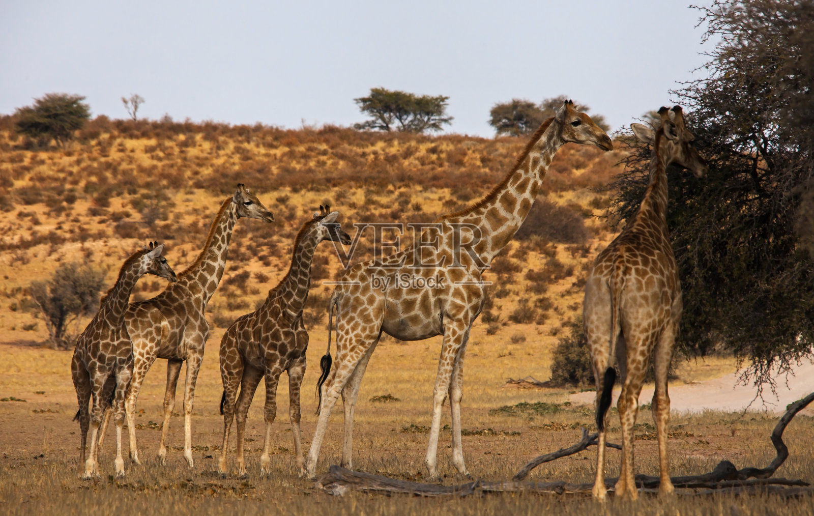沙漠长颈鹿群照片摄影图片