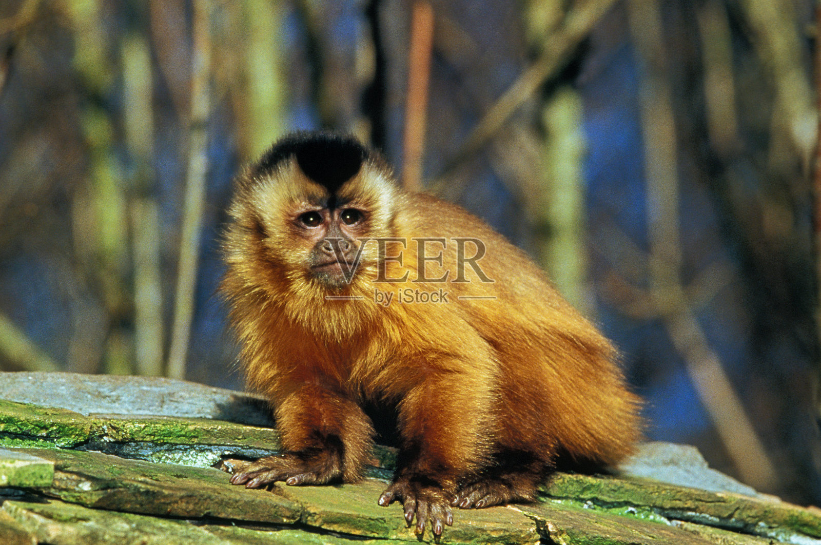 黑帽卷尾猴，山cebus apella，成体站在枝上照片摄影图片