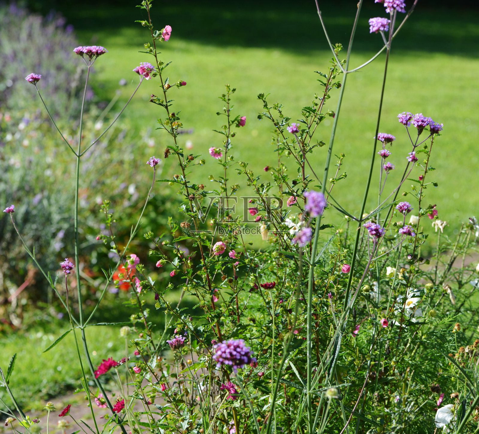 国境上的野花照片摄影图片