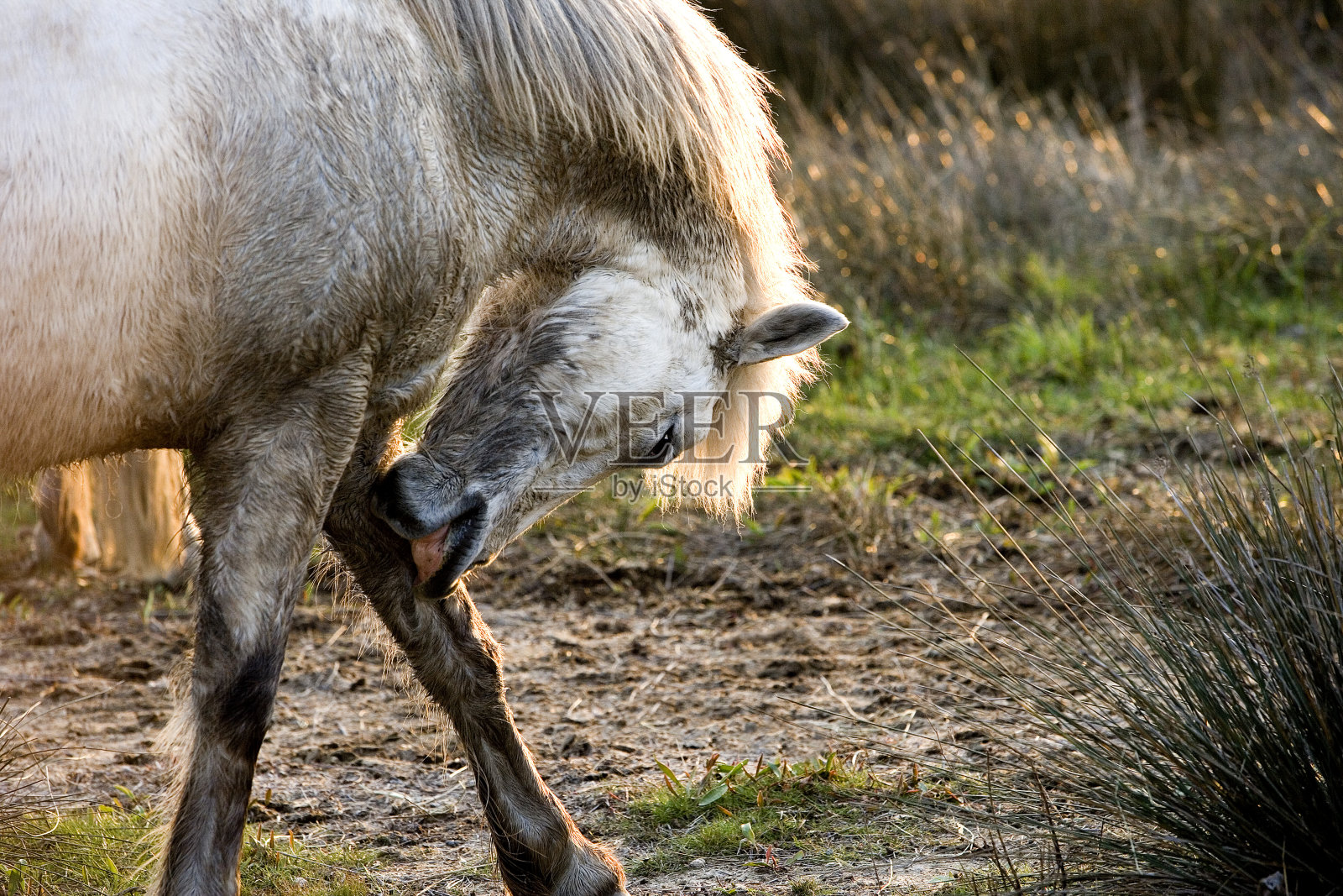 Camargue马，成人抓它的腿，圣玛丽德拉梅尔在Camargue，在法国南部照片摄影图片