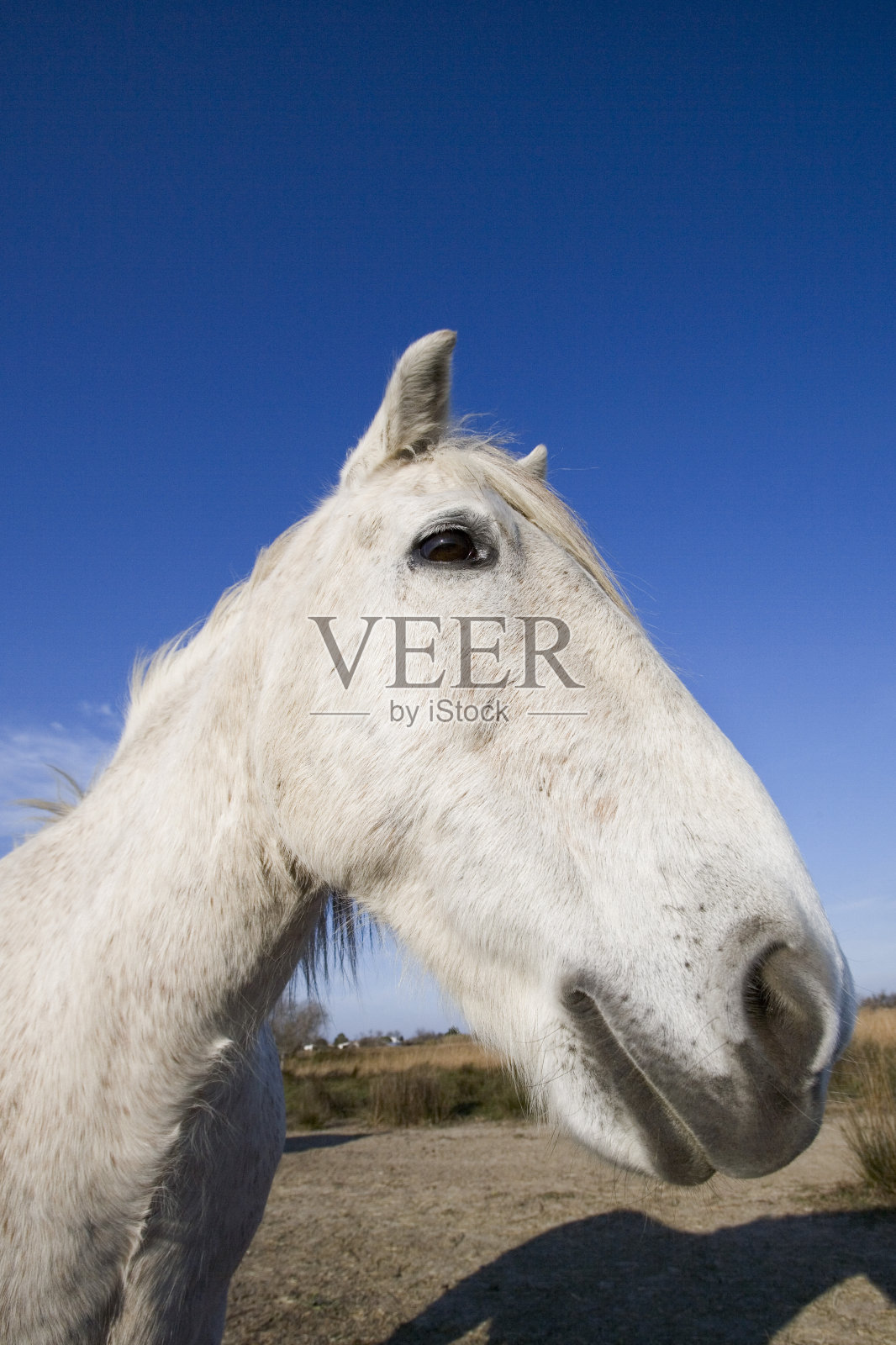 Camargue马，成人肖像，圣玛丽德拉梅尔在Camargue，在法国南部照片摄影图片