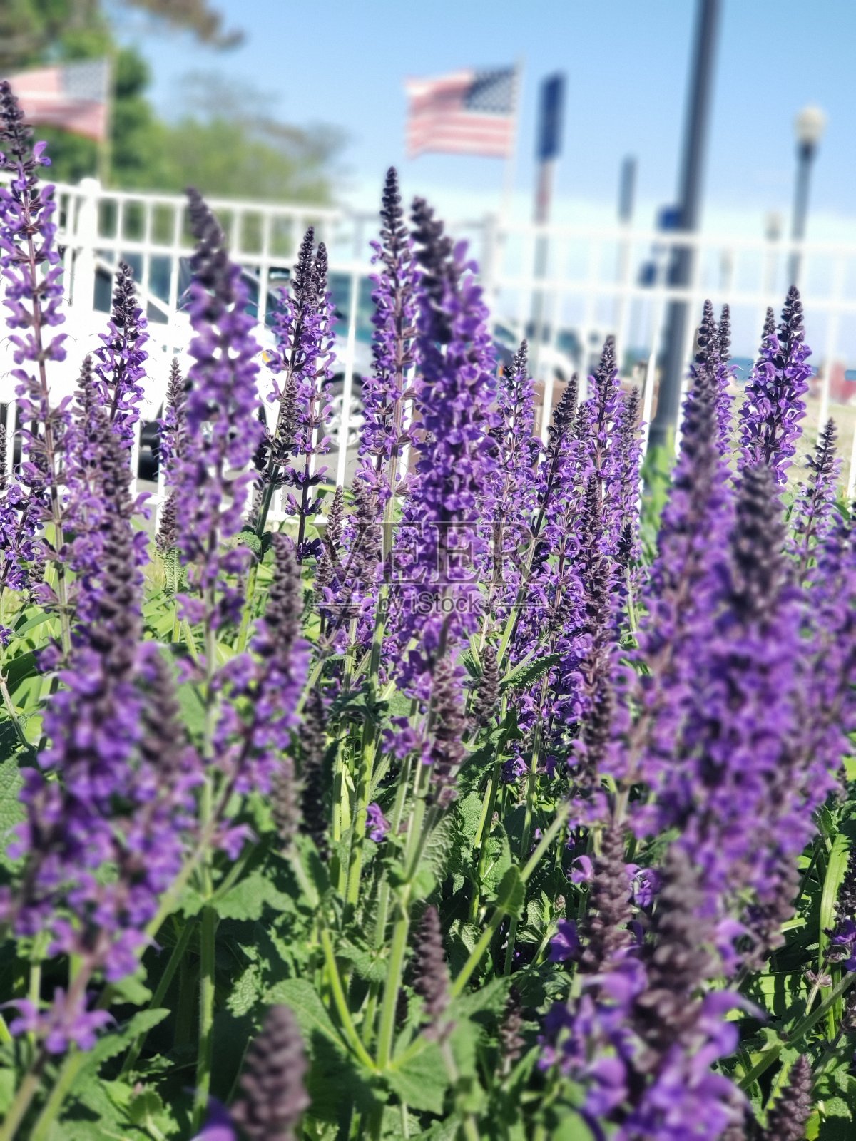 紫色的和平照片摄影图片