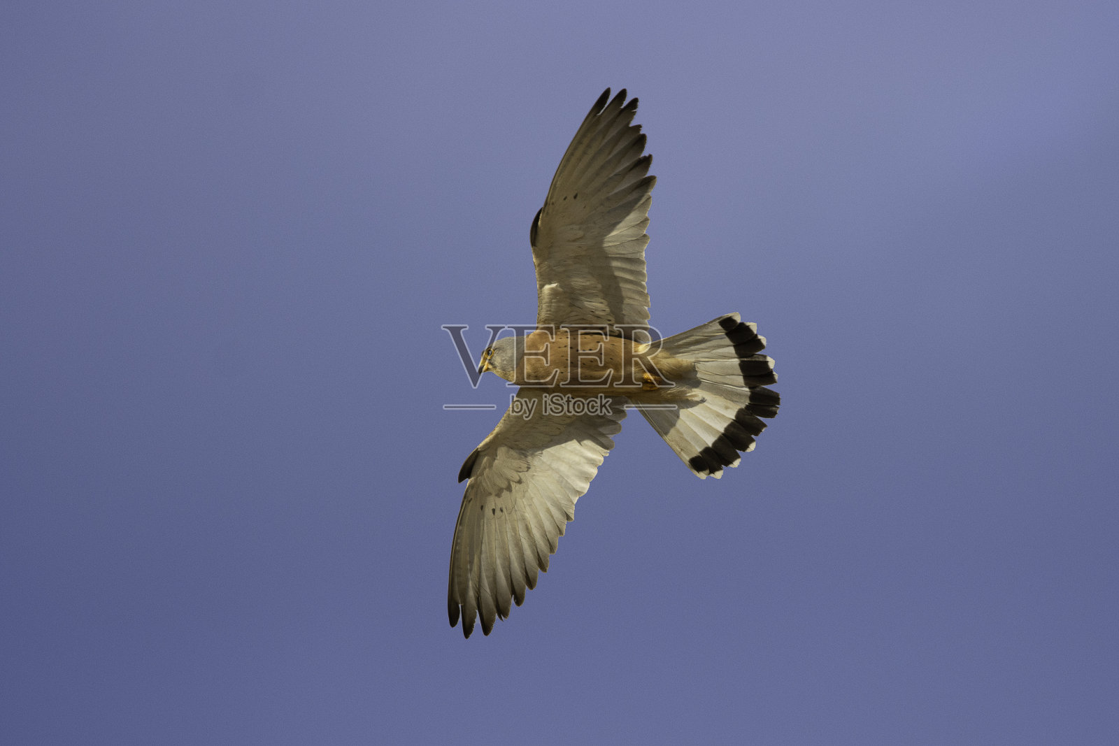 法尔科·格里拉约照片摄影图片