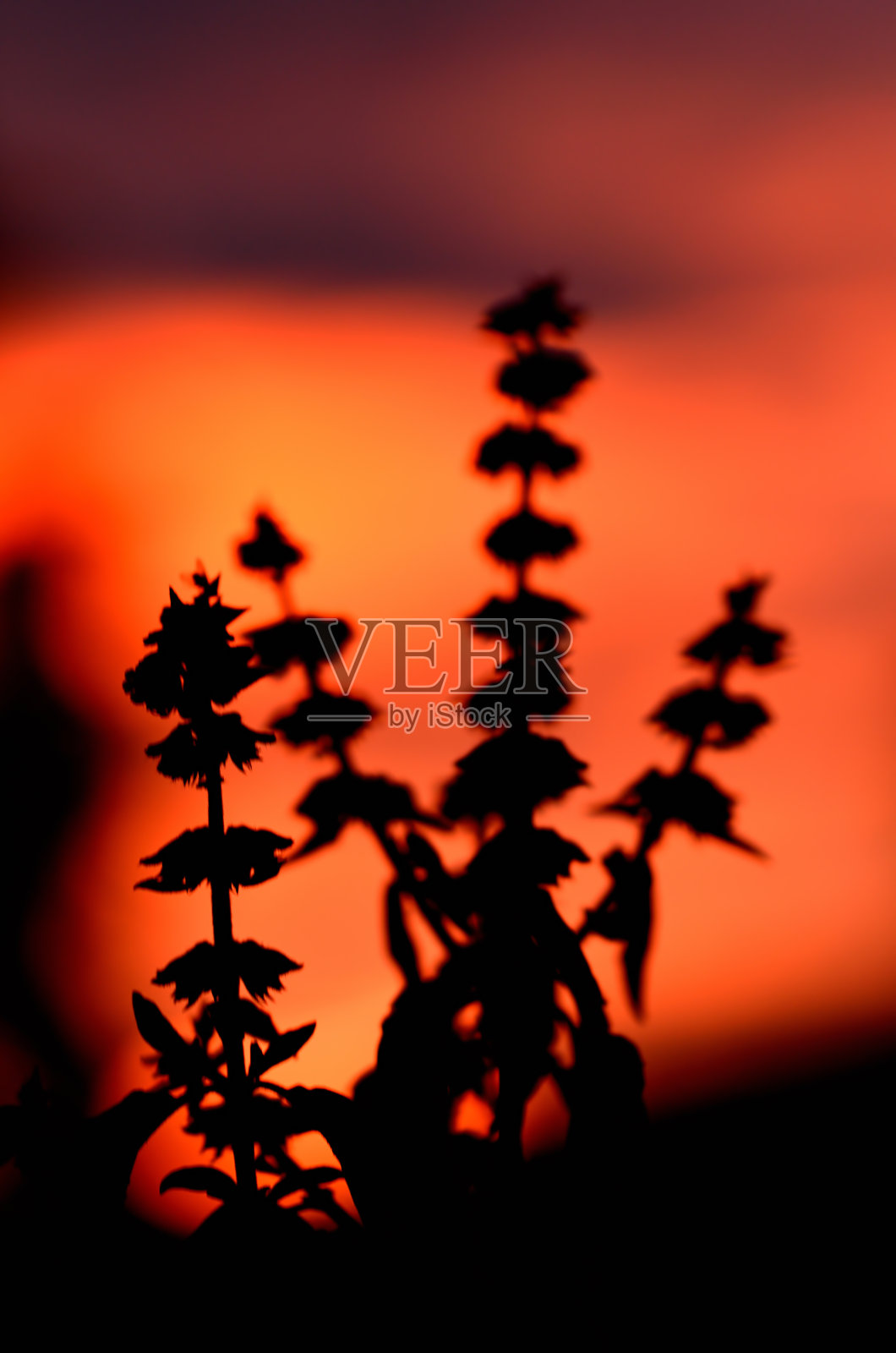 夕阳下花的剪影。照片摄影图片