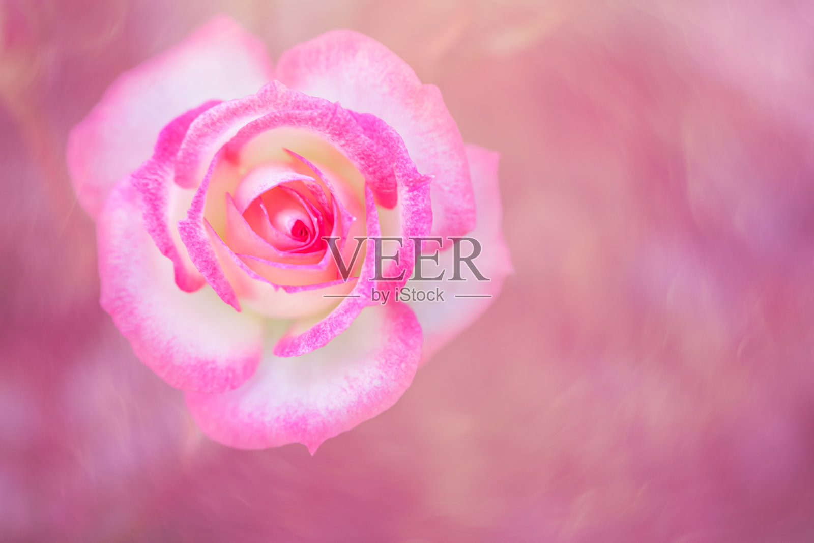 粉白玫瑰照片摄影图片