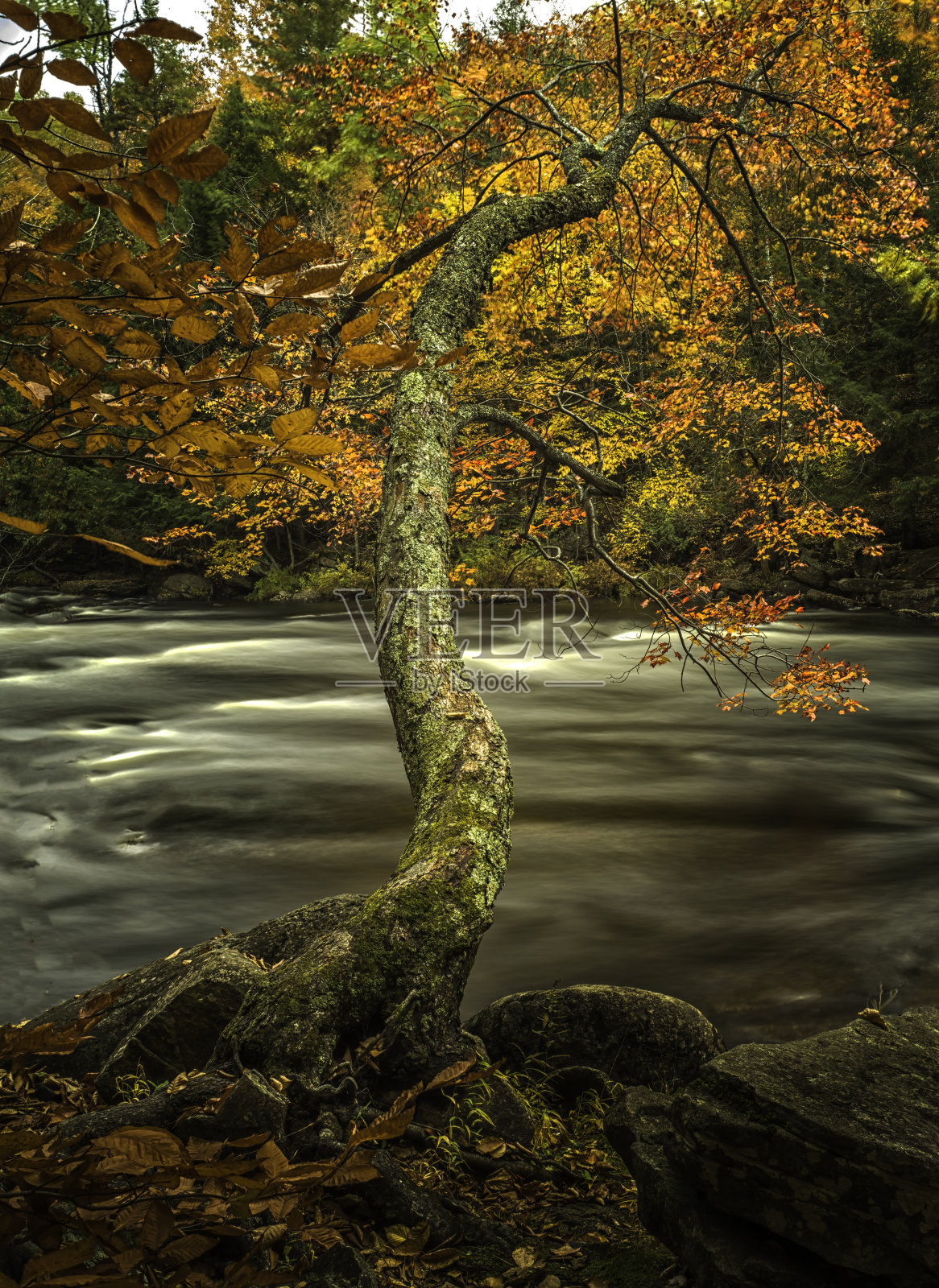 秋天的阿冈昆照片摄影图片