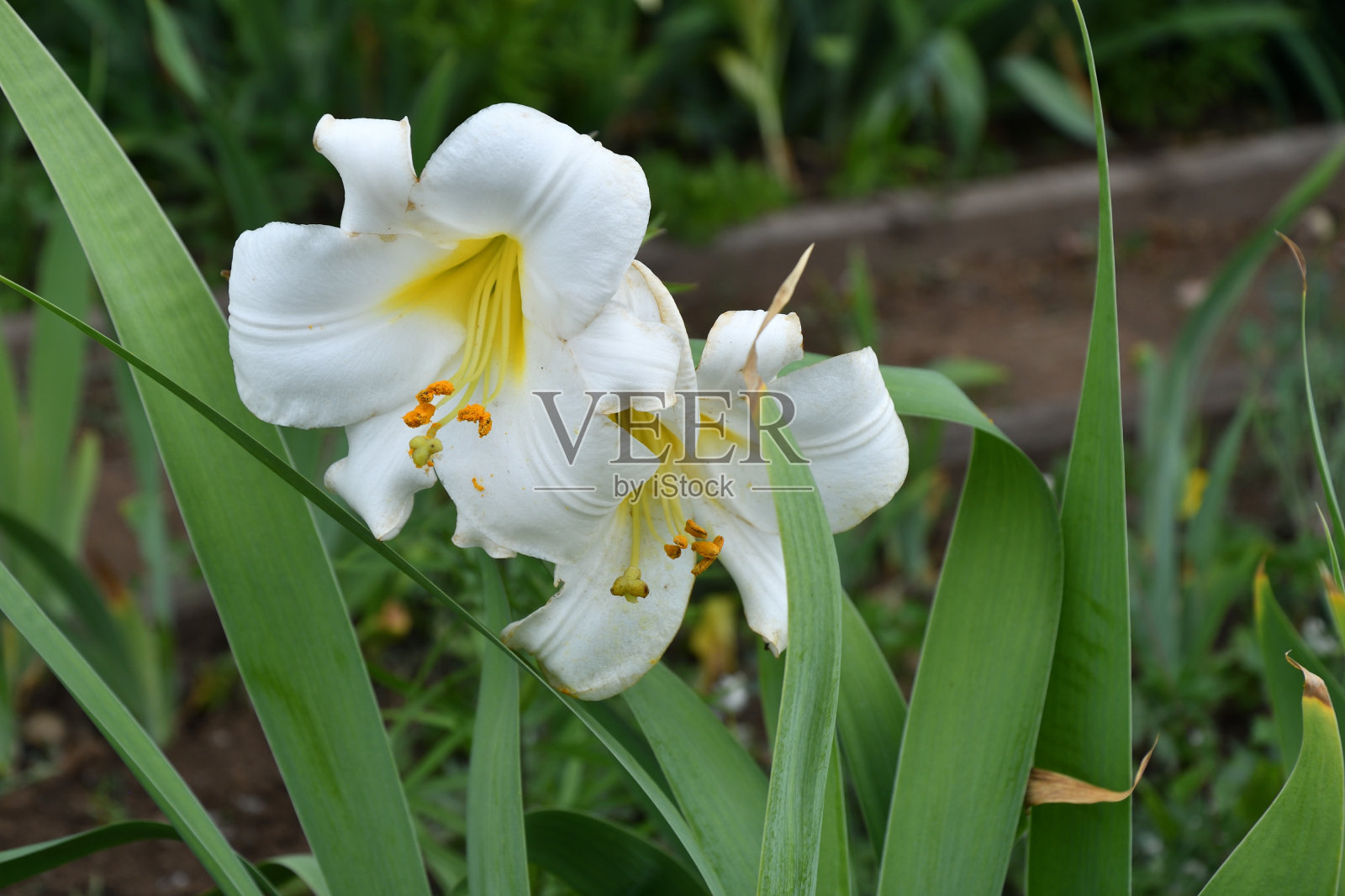 白百合花(LAT。LAlium candAdum)照片摄影图片