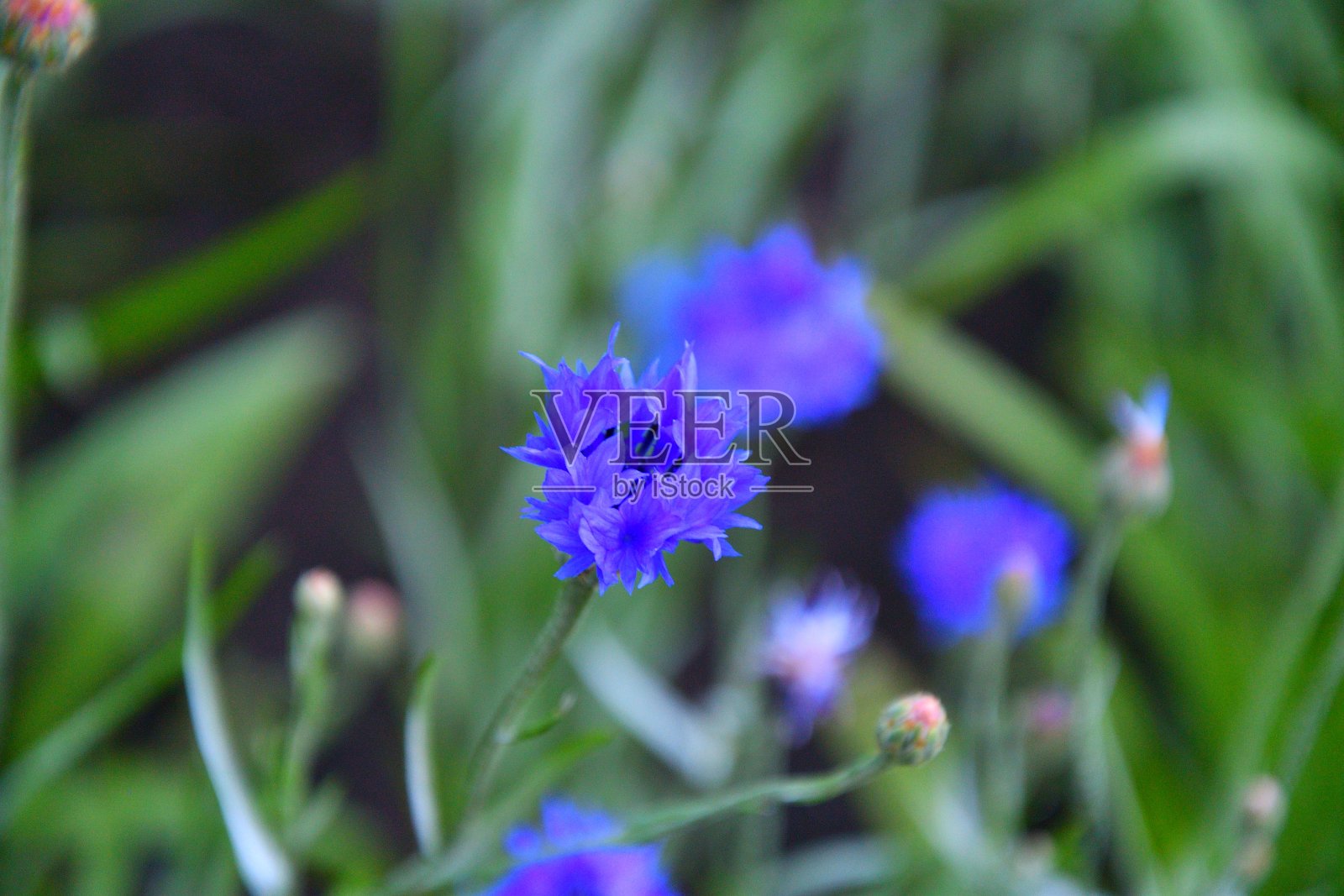 小花浅照片摄影图片