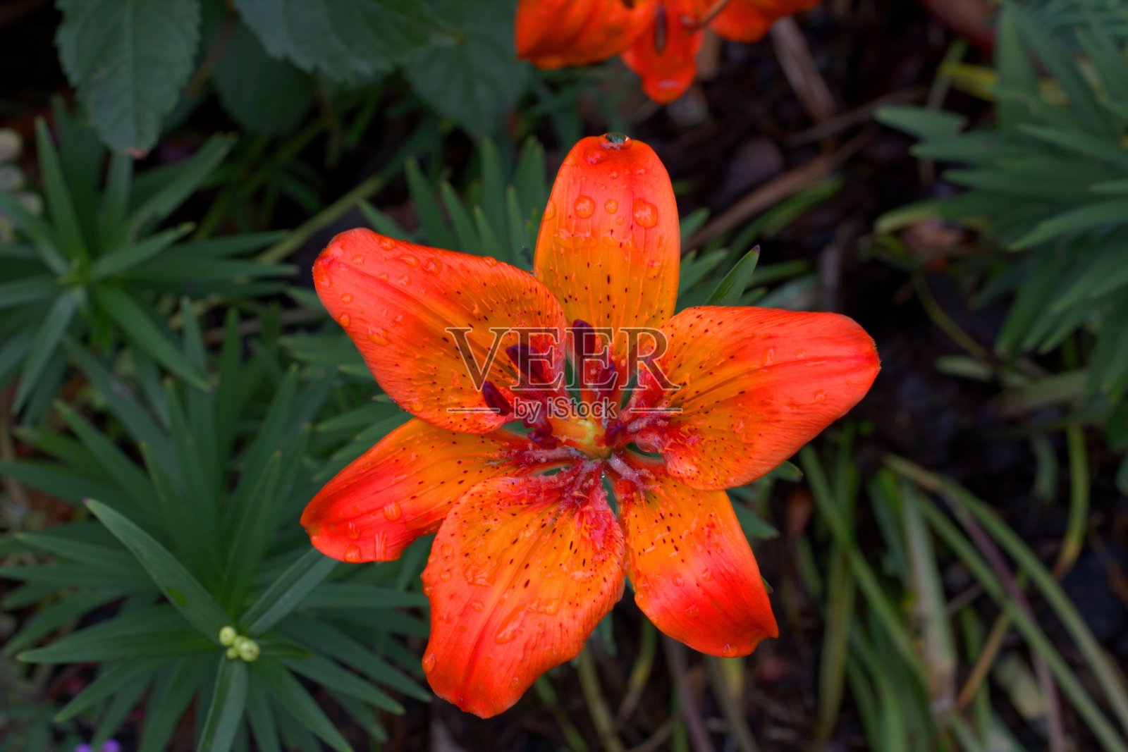 百合花与雨滴照片摄影图片