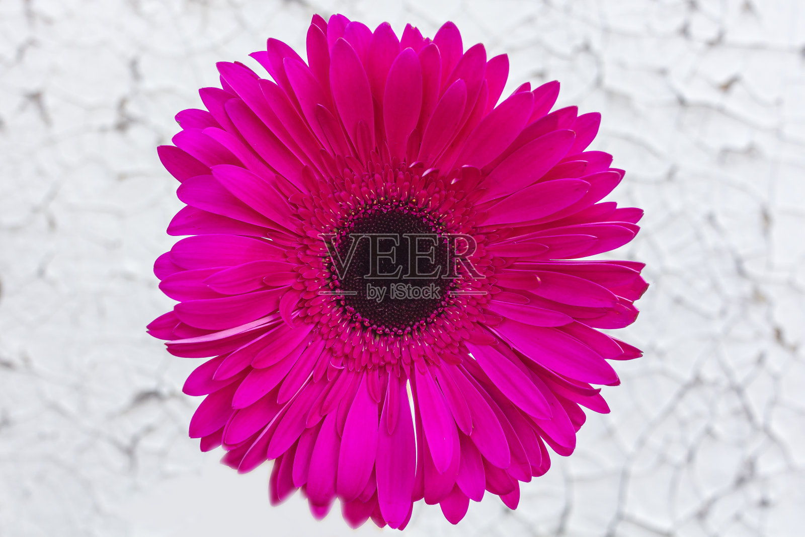 粉红色非洲菊花在旧的破旧油漆背景照片摄影图片