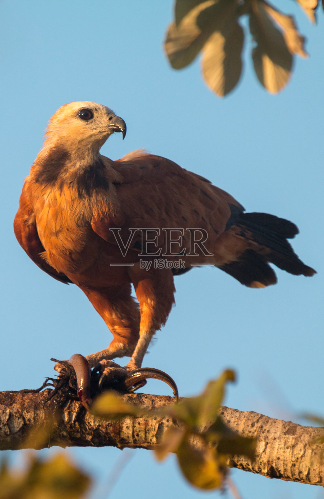 巴西潘塔纳尔的黑领鹰照片摄影图片