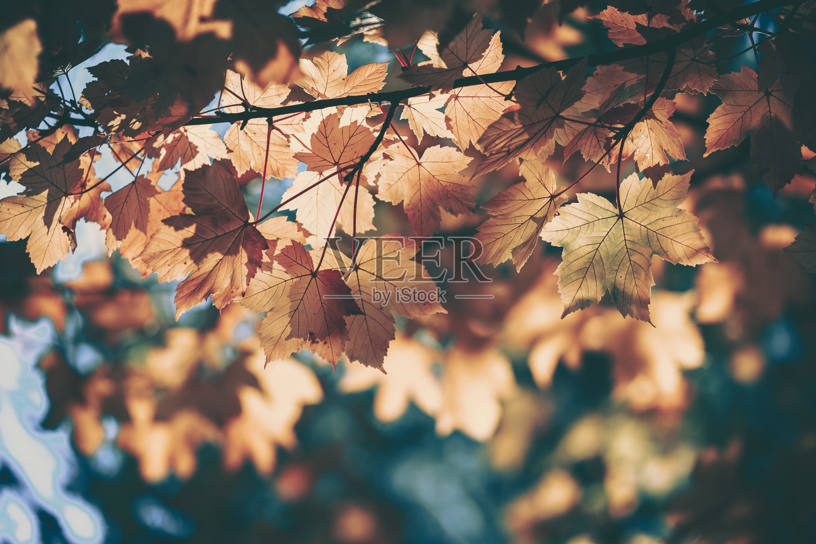 秋天的背景是落叶的黄叶;复古风格照片摄影图片