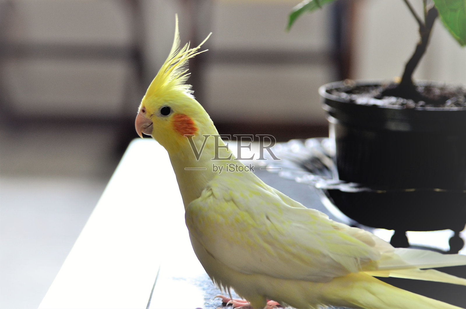 房间中央的桌子上放着一只荷兰蛱蝶照片摄影图片