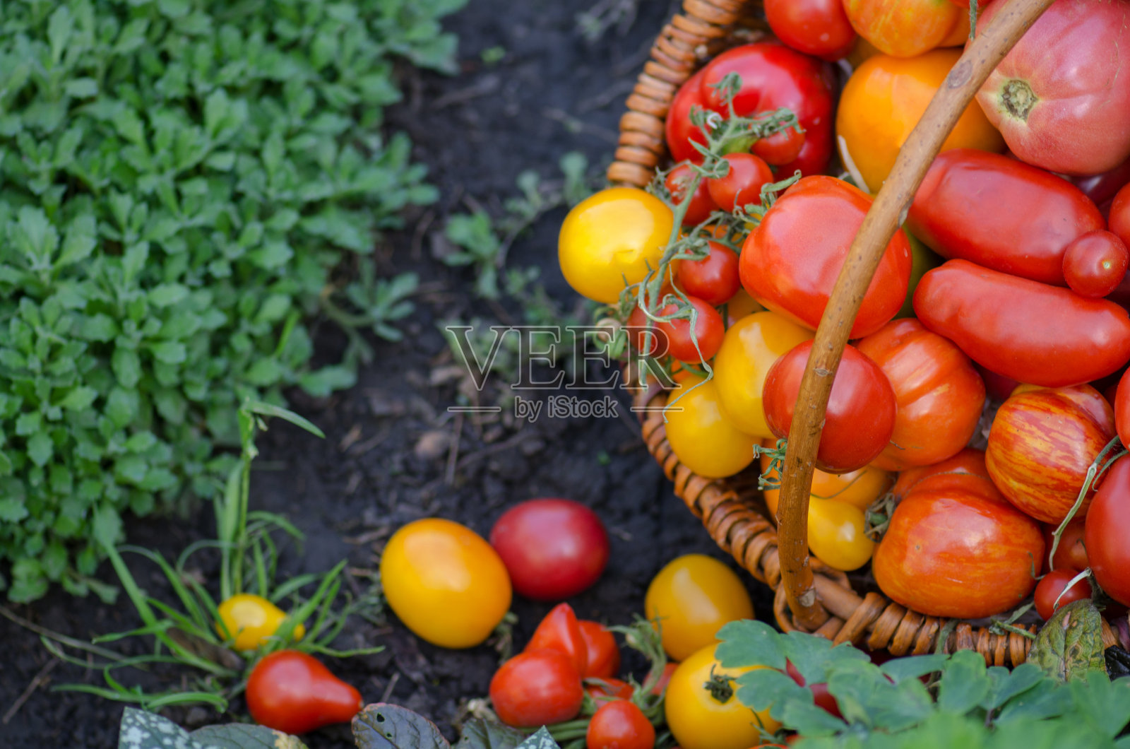 西红柿在花园里生长。刚收获的西红柿。照片摄影图片