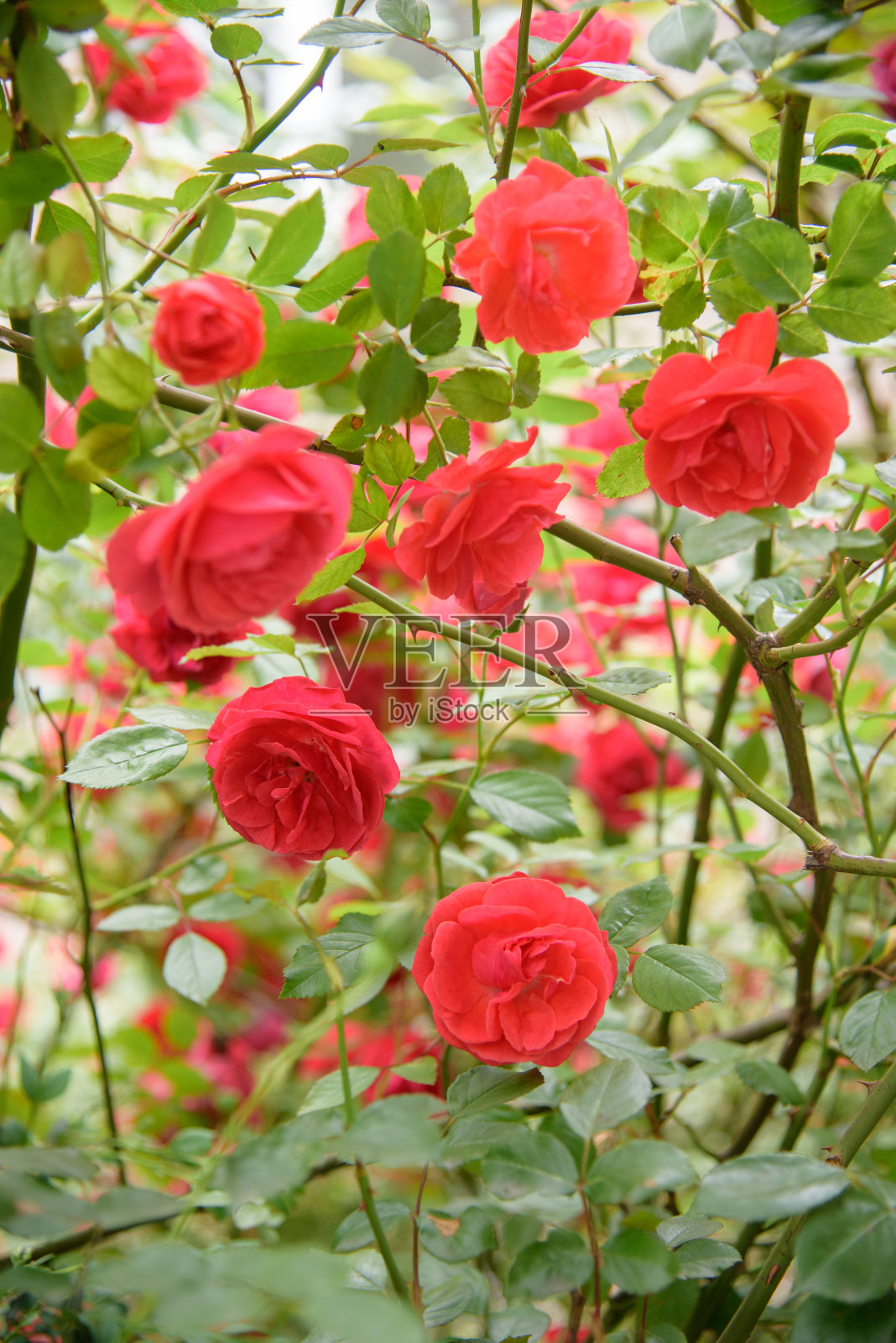 玫瑰花丛的特写照片摄影图片