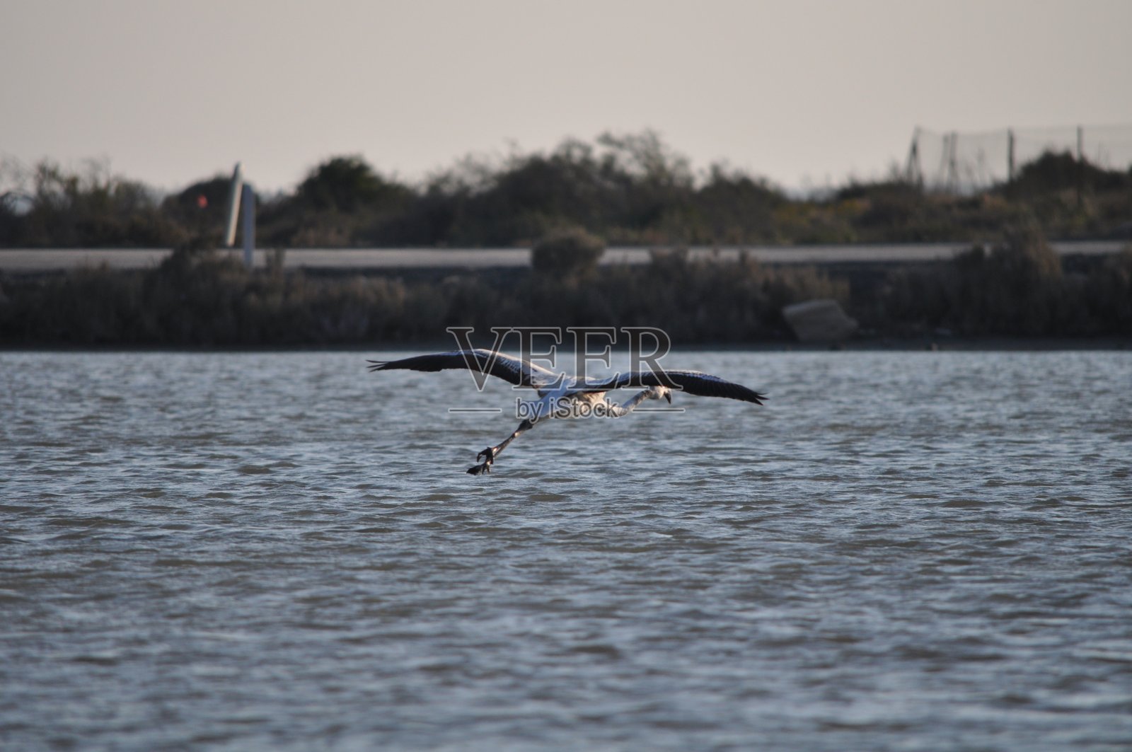 美丽的火烈鸟在自然环境在夫人的米尔利马索尔照片摄影图片
