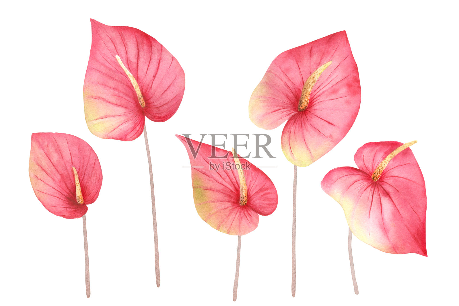 水彩手画一套粉红色的热带花红掌。异国情调的丛林植物设计背景，网页模板，数字纸，家庭装饰，植物打印的花卉剪纸插图。插画图片素材