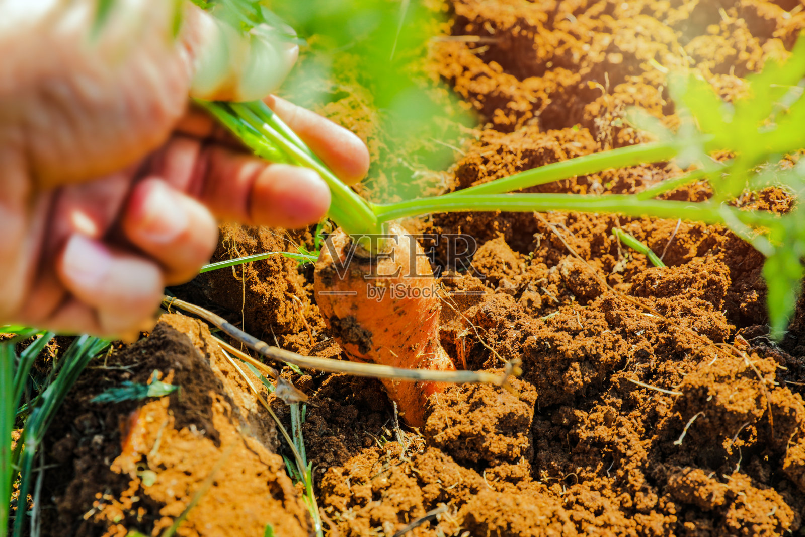 男人从地里采摘胡萝卜照片摄影图片