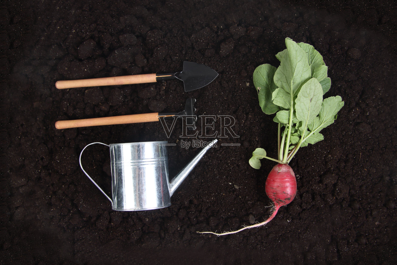 新鲜的花园萝卜，铲子，耙子和喷壶在地上平铺。园艺的概念照片摄影图片
