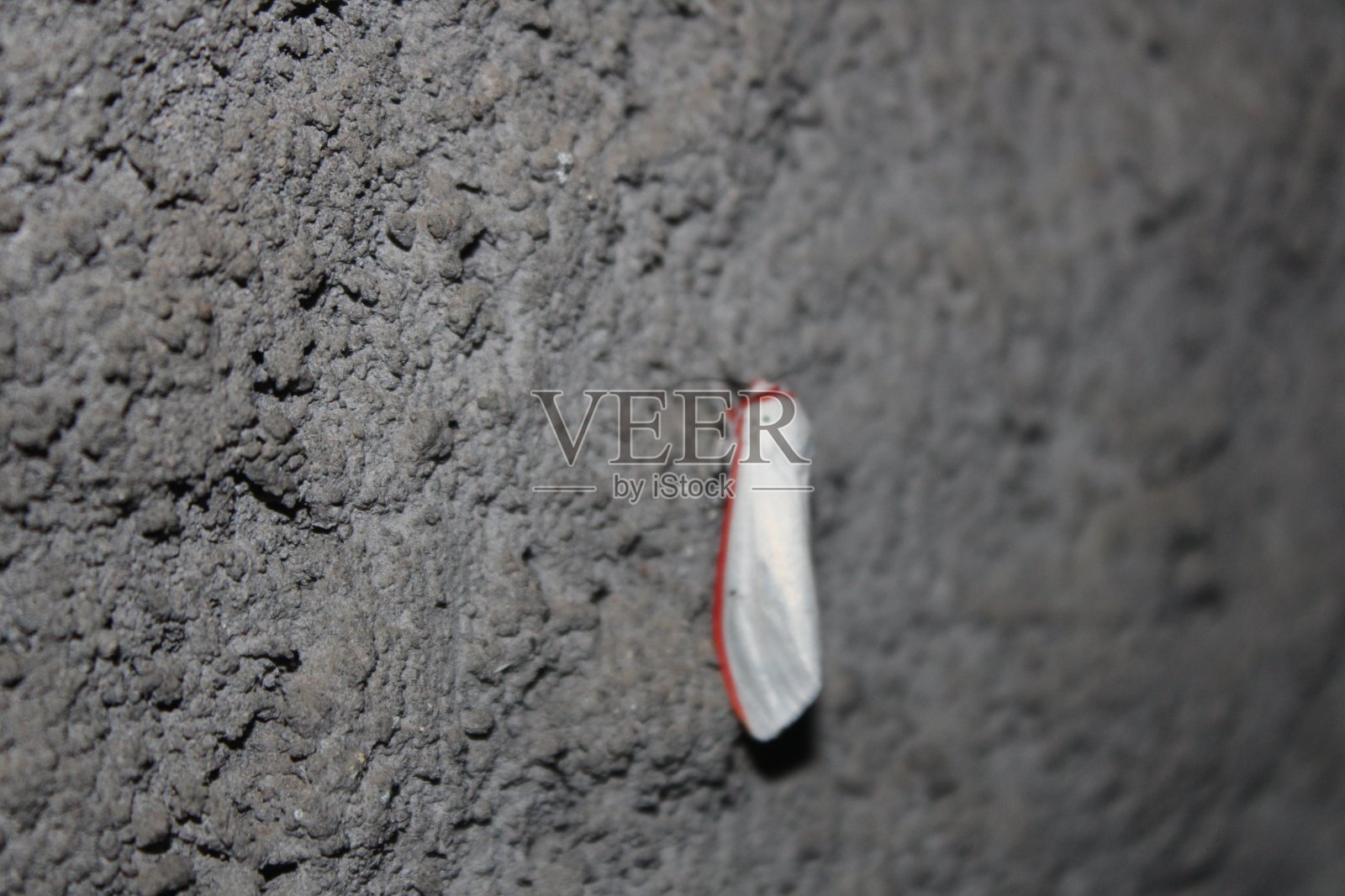 红色条纹的蝴蝶照片摄影图片