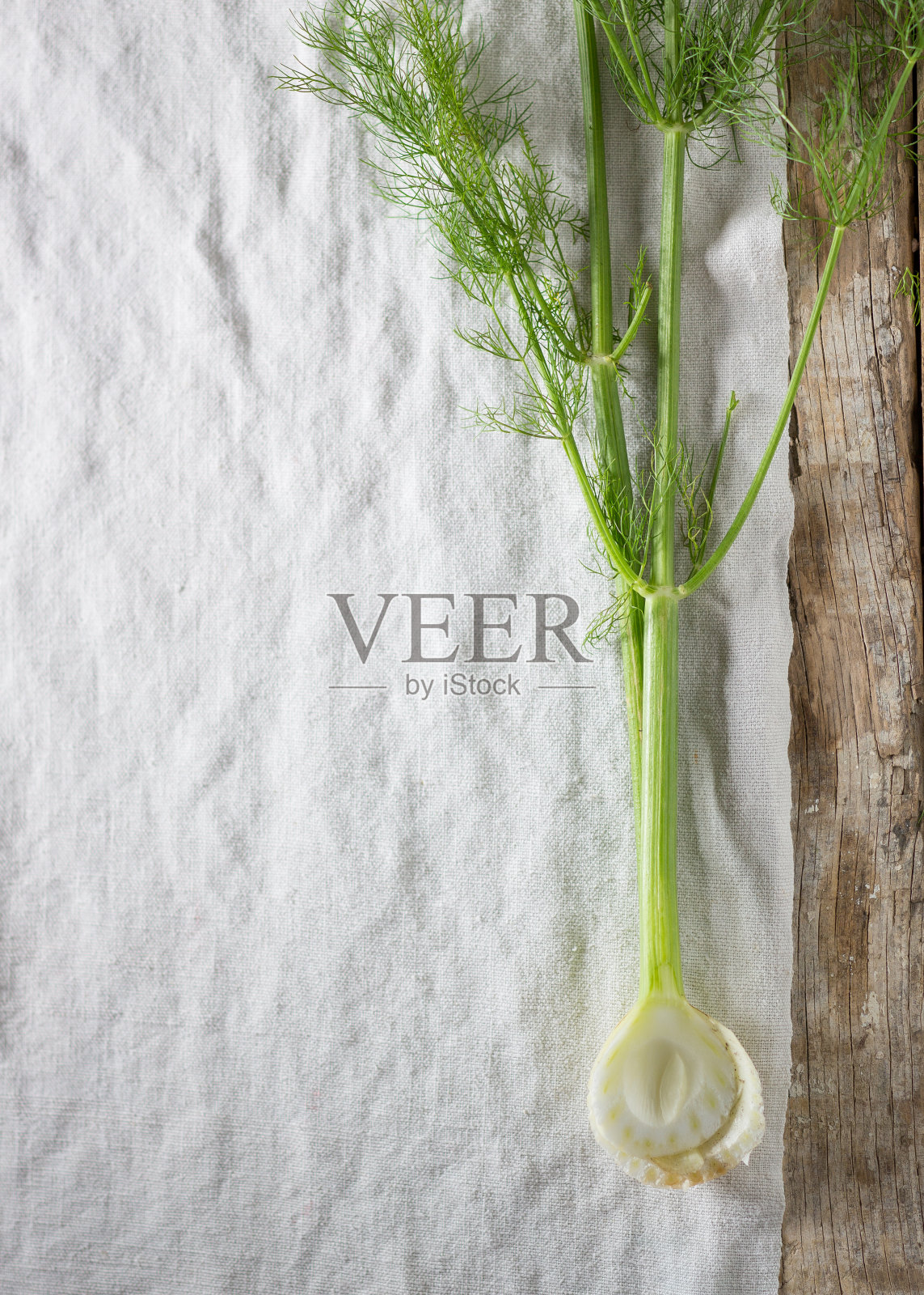 茴香草照片摄影图片