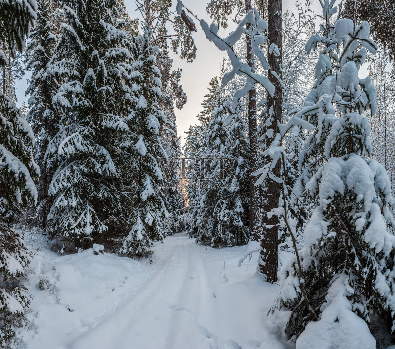 路在冬天白雪覆盖的森林里。照片摄影图片