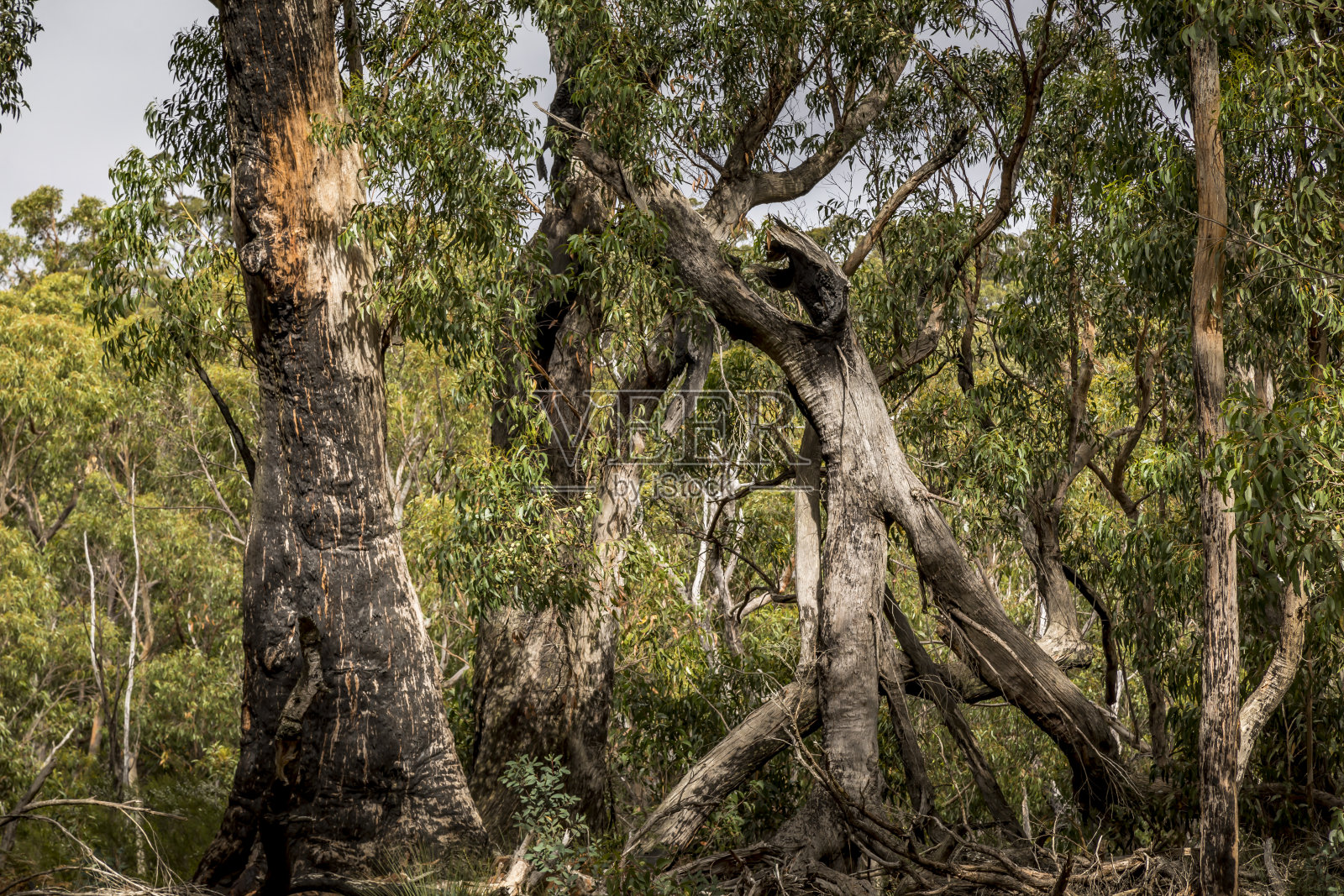 澳大利亚维多利亚州格兰扁国家公园的一片森林。照片摄影图片