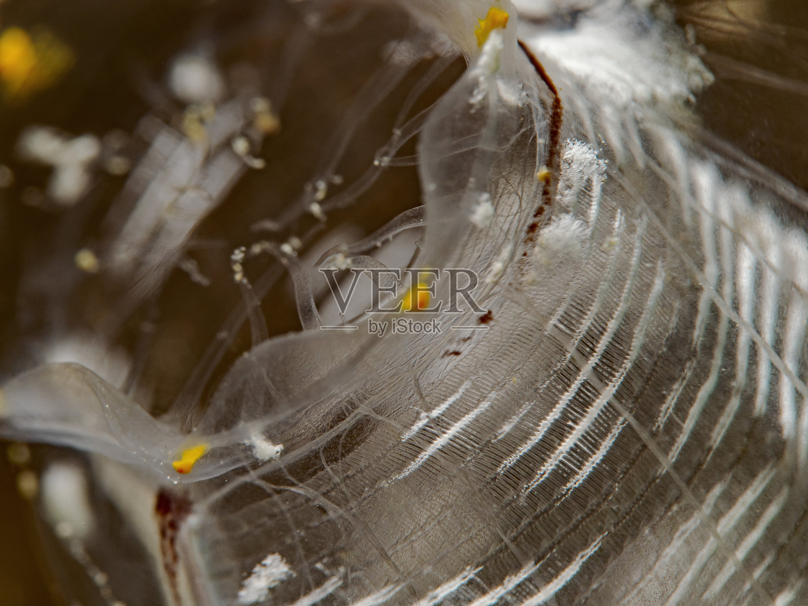 海鞘特写，Nahaufnahme einer Seescheide照片摄影图片
