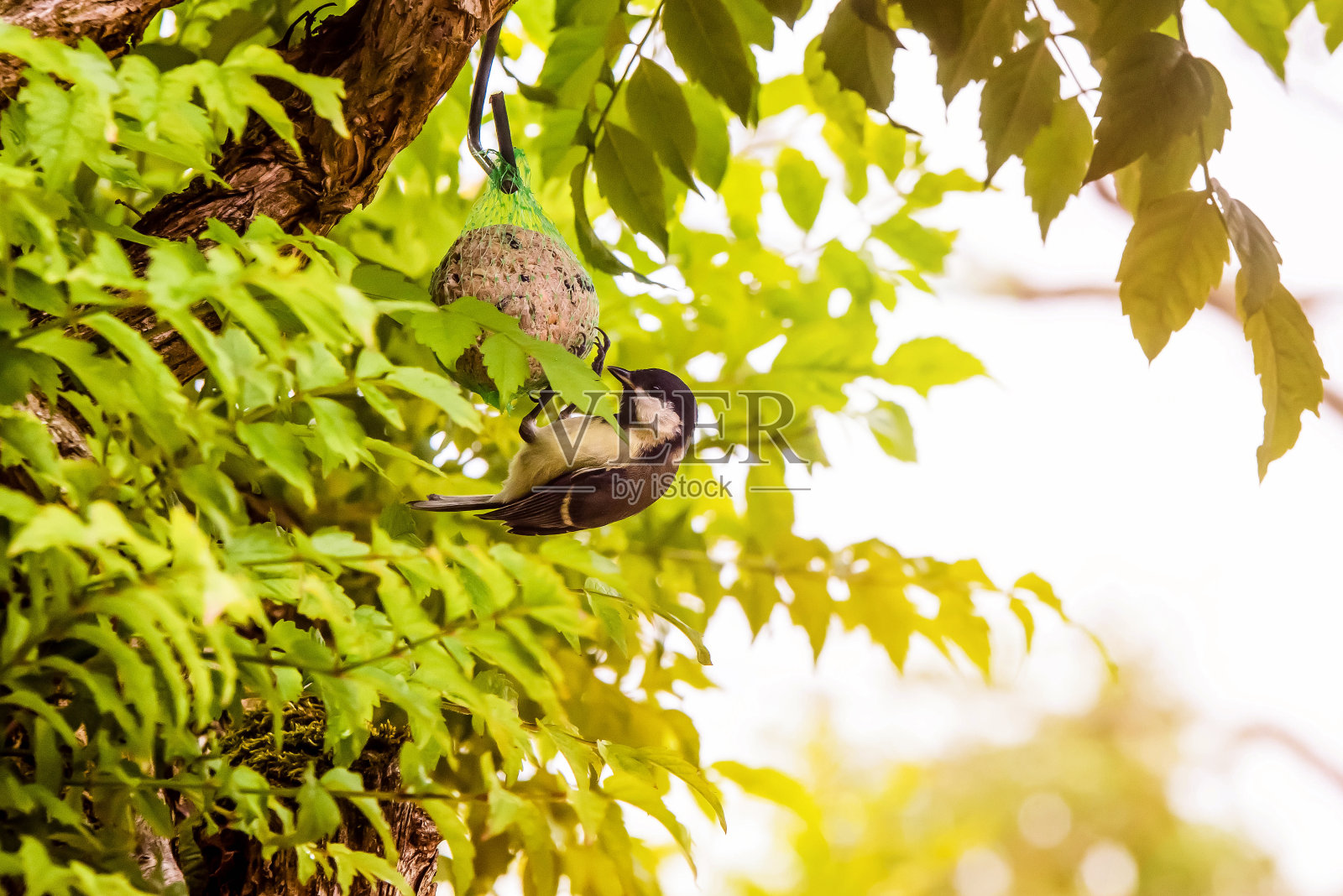 山雀在花园里吃东西照片摄影图片