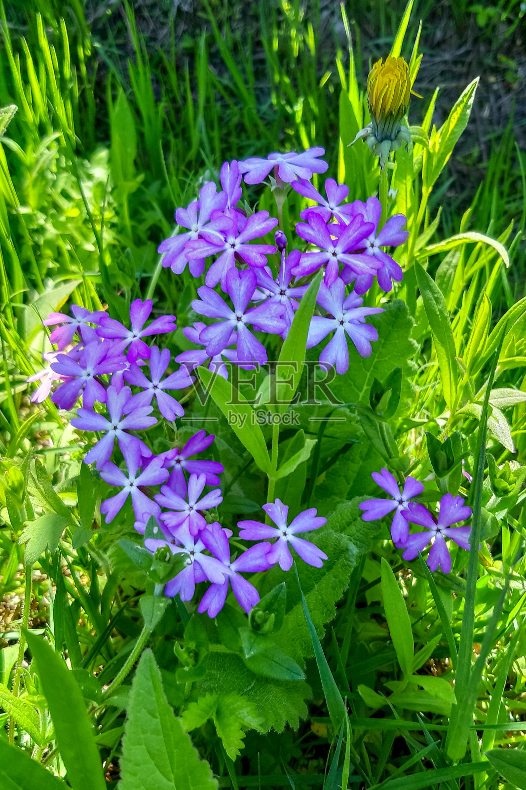 紫色的花照片摄影图片