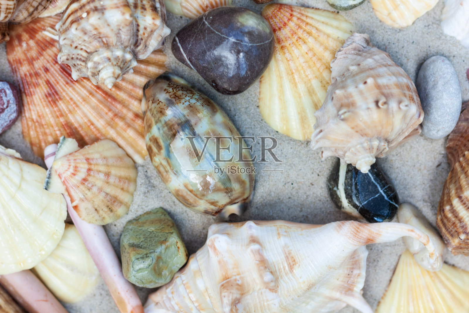 海贝、海星、沙滩上的珊瑚和石头，夏日海滩以海为背景的旅游概念照片摄影图片