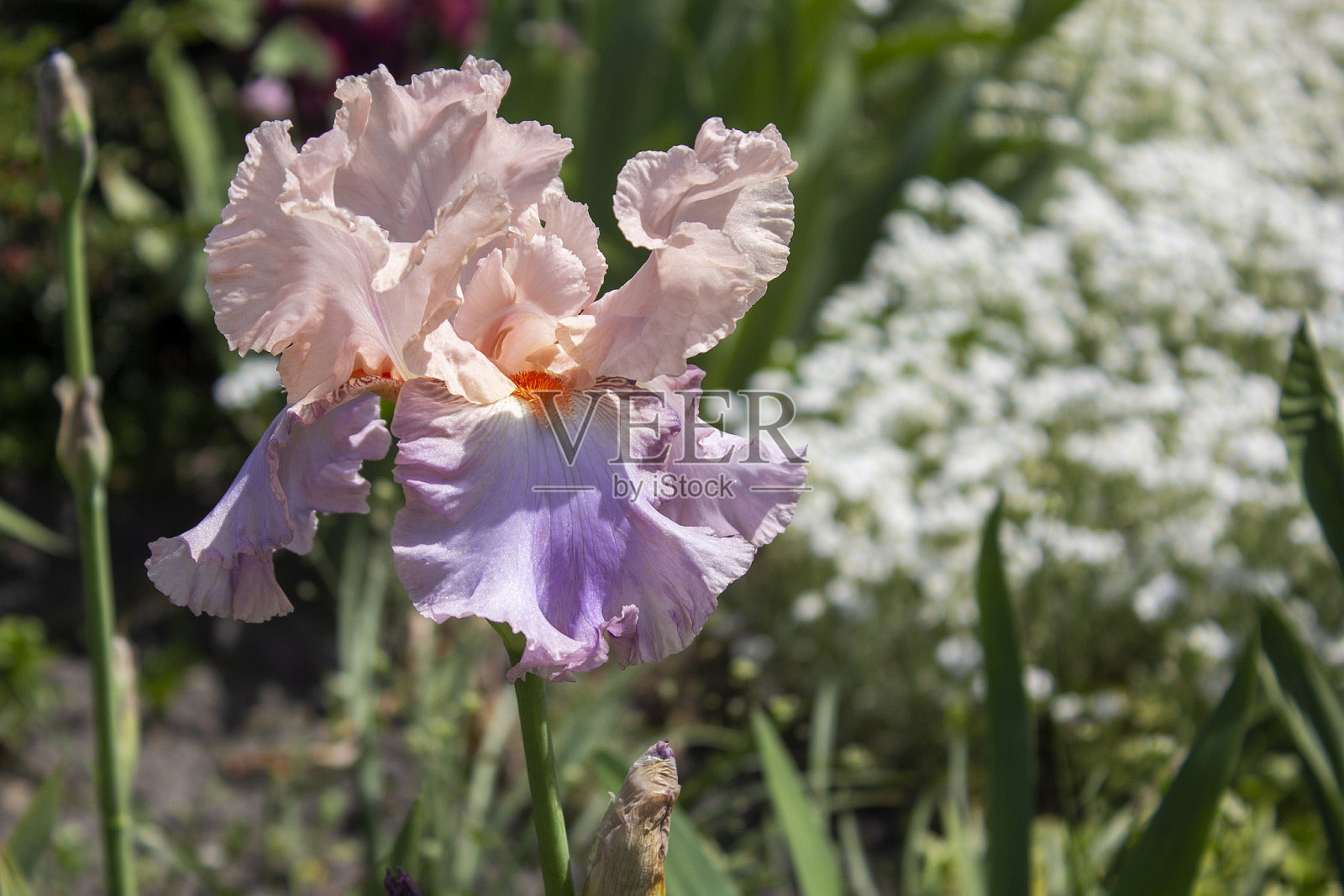炎炎夏日的大朵粉红色日本鸢尾照片摄影图片