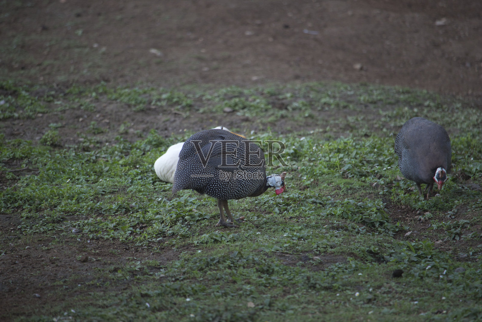 珍珠鸡在草地上照片摄影图片