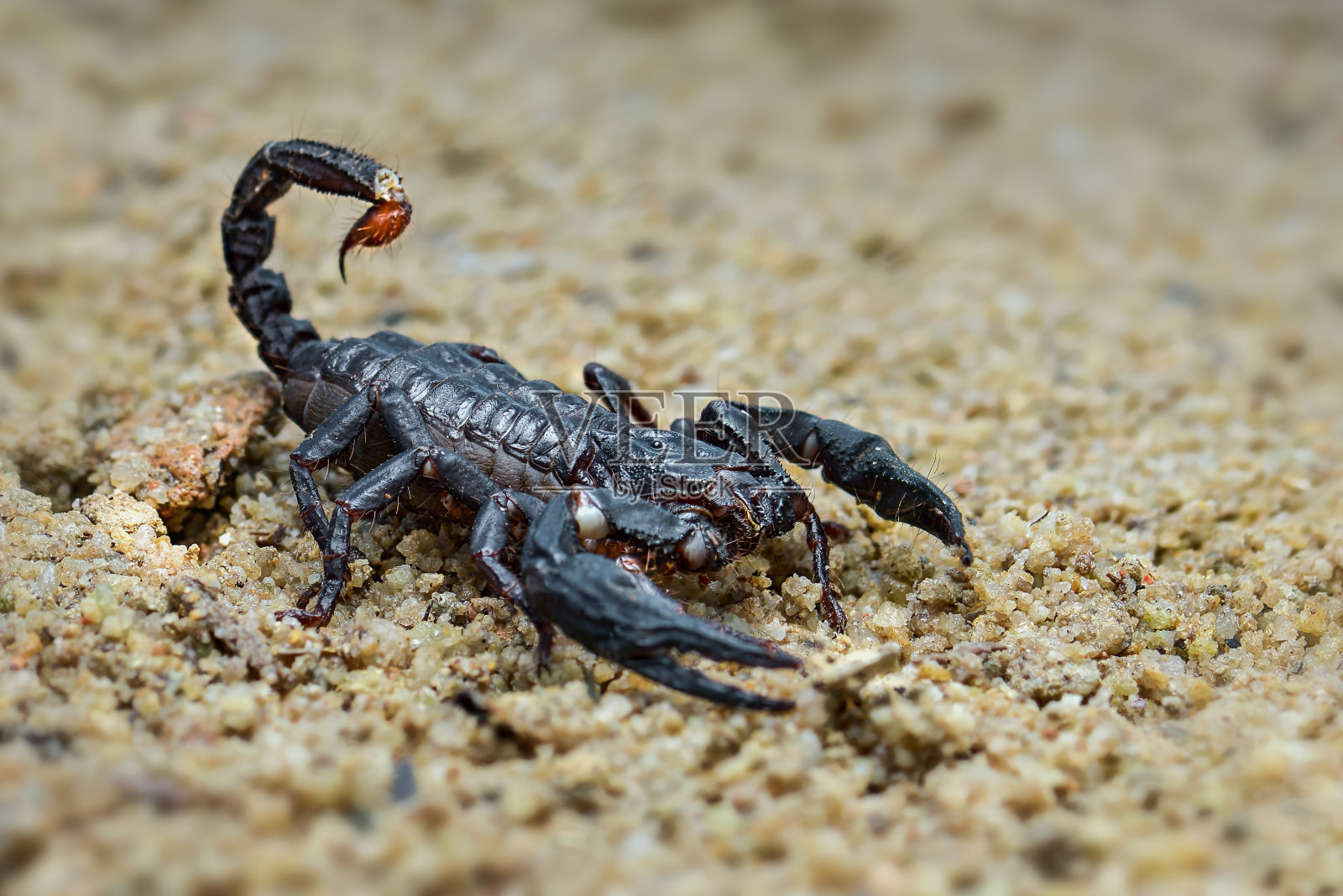 亚洲蝎子森林在热带花园的沙照片摄影图片