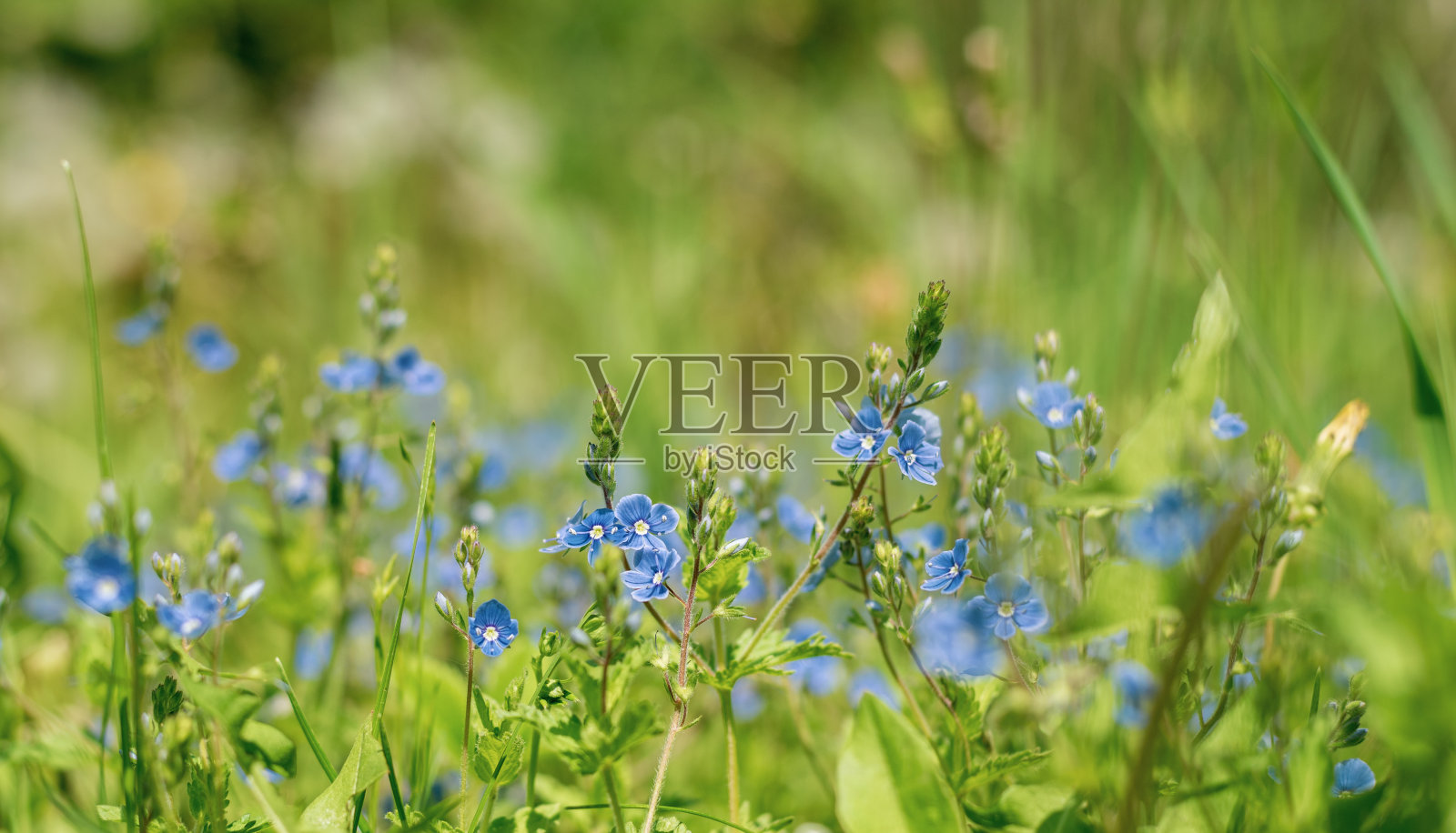 模糊的背景绿草和蓝色勿忘我照片摄影图片