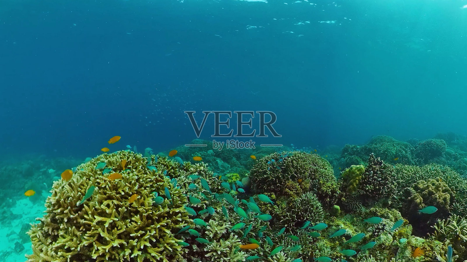 珊瑚礁和热带鱼。Panglao、菲律宾照片摄影图片