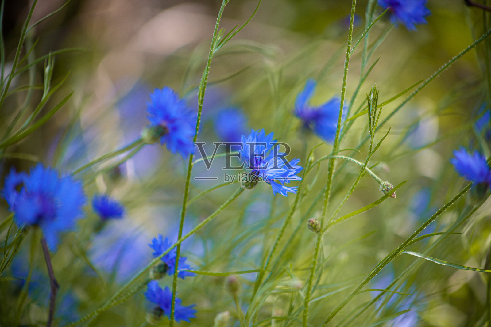 蓝色的野花的矢车菊。野花。自然的绿色背景。矢车菊。大自然。夏天的野花照片摄影图片