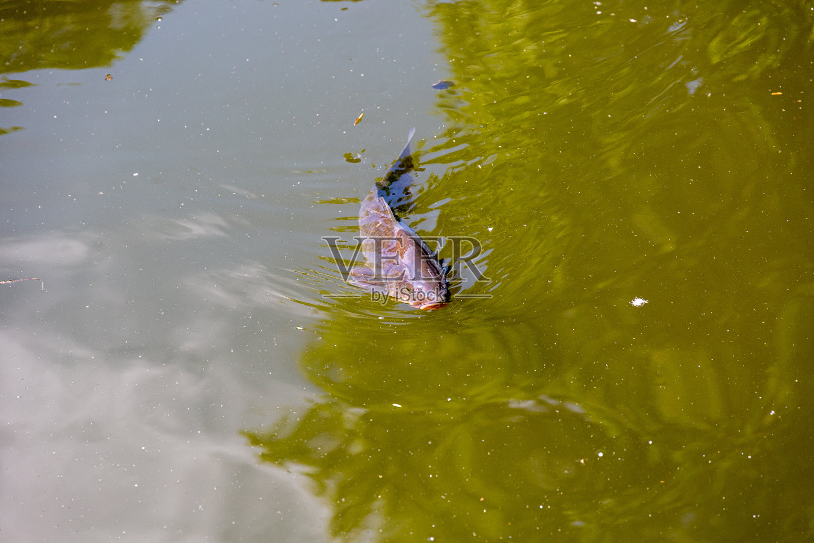 鱼在公园的湖里游泳照片摄影图片