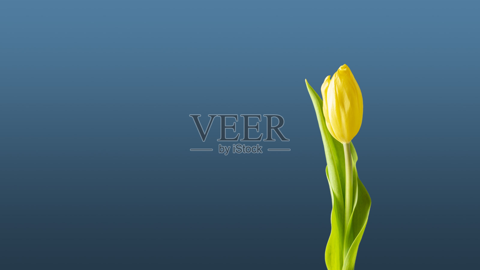 蓝色背景上的黄色郁金香墙纸照片摄影图片