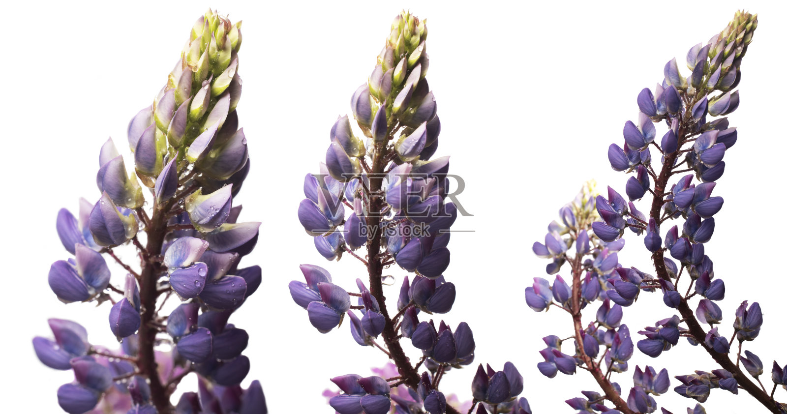 羽扇豆花在白色的背景上有不同的近似值照片摄影图片